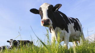 Cows With Human Chromosomes Can Now Make Human Antibodies